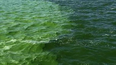 Yeşil okyanus dalgaları yakın çekimde dinamik ve dokulu bir yüzey oluşturur. Dalgalı suyun yüzeyi yeşilin değişik tonlarını gösteriyor. Nehirdeki çiçek açan su. Algler çiçek açar. Nehirlerin, akıntıların karışımı