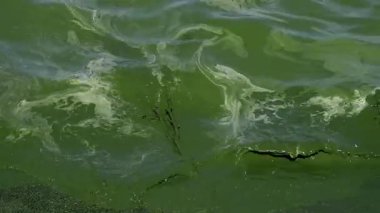 Bir su kütlesi içinde çiçek açan bir yosun. Görüntü, kirlenmiş suyu önemli ölçüde yeşil algler ile tasvir ederek, bir su kütlesi üzerindeki çevresel etkiyi gösteriyor. Yavaş çekim 4K videosu. Ekoloji.
