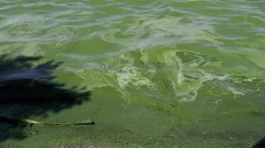 Bir su kütlesi içinde çiçek açan bir yosun. Görüntü, kirlenmiş suyu önemli ölçüde yeşil algler ile tasvir ederek, bir su kütlesi üzerindeki çevresel etkiyi gösteriyor. Yavaş çekim 4K videosu. Ekoloji.