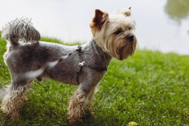 Nehir kıyısındaki yeşil çimlerde poz veren bakımlı bir Yorkshire Terrier köpeği. Büyüleyici bir Yorkie fino köpeği, çimenli bir sahilde zarif bir şekilde duruyor. Dışarıda tasmalı sevimli ve dost canlısı bir hayvan..