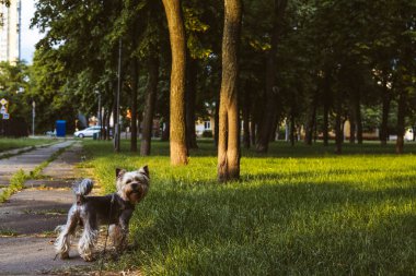 Bir Yorkshire Teriyeri yeşil çimenler ve ağaçlarla çevrili parkta güneşli bir yürüyüş yapar. Kentsel bir çevrede küçük bir Yorkie köpeği bir parkın patikasında duruyor. Yürüyüşe çıkmış küçük bir köpek.