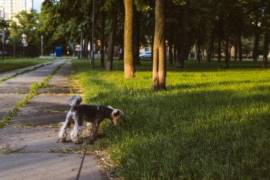 Bir Yorkshire Teriyeri yeşil çimenler ve ağaçlarla çevrili parkta güneşli bir yürüyüş yapar. Kentsel bir çevrede küçük bir Yorkie köpeği bir parkın patikasında duruyor. Yürüyüşe çıkmış küçük bir köpek.