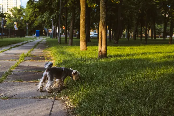 Bir Yorkshire Teriyeri yeşil çimenler ve ağaçlarla çevrili parkta güneşli bir yürüyüş yapar. Kentsel bir çevrede küçük bir Yorkie köpeği bir parkın patikasında duruyor. Yürüyüşe çıkmış küçük bir köpek.
