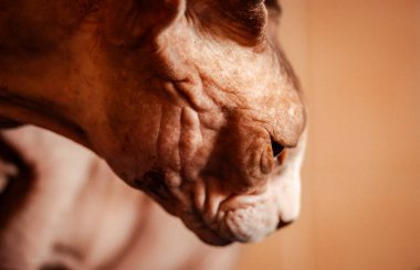 Bir Sphynx kedinin benzersiz deri ve yüz hatlarının yakın plan portresi. Yakından bakıldığında, tüysüz bir Sfenks kedi ağızlığının benzersiz dokusu ve kırışıklıklarını yakalar ve kendine özgü özelliklerini gösterir..