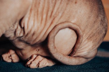 Bir Sphynx kedisinin kuyruğu ve sırtı eşsiz, kılsız derisini ve kırışıklıklarını vurguluyor. Sphynx kedi vücudunun yakın görüntüsü. Kırışıklıklar ve kılsız cilt çok detaylı. Kel bir kedinin vücudunun parçaları..