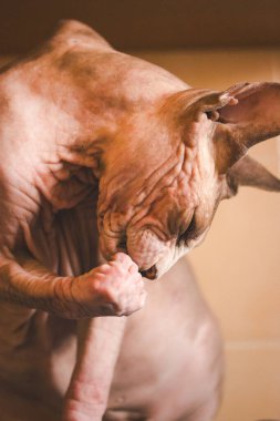 Bir Sphynx kedisine büyüleyici bir yakın çekim, eşsiz özelliklerini ve dokulu derisini sergiliyor. Bir çekimde bir Sfenks kedisi, buruşuk cildi eşsiz özellikleri vurgulanmış, büyüleyici bir görsel yaratıyor..