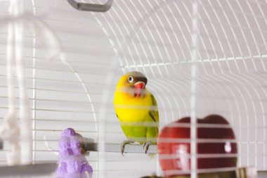 Canlı bir aşk kuşu beyaz bir kafesin içinde, renkli tüylerini sergiliyor. Renkli bir aşk kuşu kafesin içine tünemiş canlı sarı, yeşil ve turuncu tüylerini sergiliyor..