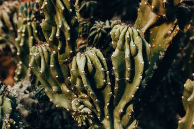 Yüzeyi dokulu ve sivri dikenleri olan canlı yeşil bir kaktüsün karmaşık detayları. Canlı yeşil bir kaktüsün yakın çekimi, benzersiz şeklini ve dikenli detaylarını sergiliyor, sıcak güneş ışığıyla aydınlatılıyor..