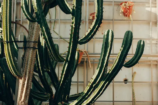 Yeşil bir kaktüsün çarpıcı görüntüsü eşsiz çizgili dokusunu bir duvara karşı sergiliyor. Keskin dikenleri olan bir kaktüs bitkisinin yakın plan çekimi, sahnenin içine çölün güzelliğinin bir dokunuşunu ekliyor..