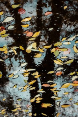 Sonbahar yaprakları, karanlık ve yansıtıcı bir su üzerinde huzur içinde yüzer. Yerde sonbahar yaprakları örtüsü, bulanık siyah ağaç silueti. Bir su birikintisinde düşmüş sarı yapraklardan bir halı..