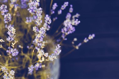 Hassas lavanta çiçekleri koyu bir arkaplan oluşturarak rahatlatıcı bir görsel deneyim yaratır. Mor çiçekli lavanta çiçeklerinin yakın plan çekimi koyu bir arkaplan karşısında yumuşak, sanatsal bir görünüm yaratır.. 