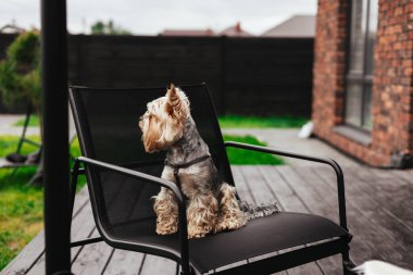 Şirin bir Yorkshire Teriyeri arka bahçede şık siyah bir sandalyede oturmaktan hoşlanır. Bir Yorkshire Teriyeri açık havada siyah bir sandalyede oturuyor ve arka bahçede kürkünü gösteriyor.. 
