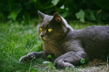 Parlak sarı gözlü, güzel gri bir kedi çimlerin üzerinde uzanıyor. Büyüleyici sarı gözleri olan görkemli gri bir kedi, yemyeşil çimlerin üzerinde huzur içinde dinleniyor. Günün sıcaklığında güneşleniyor..