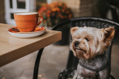 Sevimli Yorkshire Terrier köpeği açık kahve masasında turuncu kahve fincanının yanında oturuyor. Evcil hayvanlı rahat bir yaşam tarzı, sıcak sonbahar havası, kentsel kafe kültüründe küçük bir köpek portresi