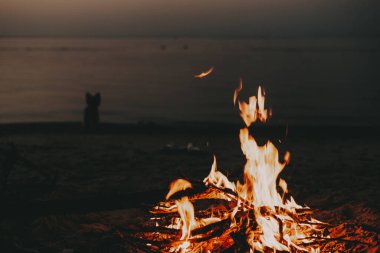 Gün batımında kumsalda kamp ateşi. Uzakta bir köpek silueti var. Okyanusun üzerinde alacakaranlık gibi kumlu bir sahilde sıcak bir kamp ateşi parlak bir şekilde yanar. Geceleri deniz kıyısında şömine. Bir köpekle seyahat et.. 