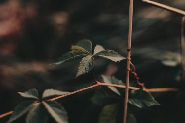 Close-up of a green leaf on a delicate branch against a blurred background. A detailed view of a leaf with a blurred background, creating a sense of depth and focus on the plant's textures and details
