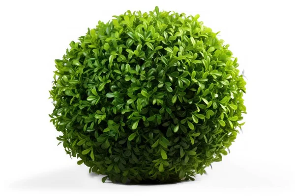 Şeffaf arkaplanda yeşil çalı izole