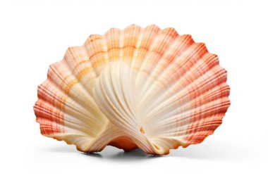 Deniz kabuğu, deniz yumuşakçaları şeffaf arkaplanda izole edilmiş, png dosyasını kes