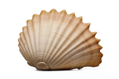 Scallop shell, marine mollusk isolated on transparent background, cut out png file clipart