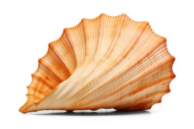 spiral seashell, marine mollusk isolated on transparent background, cut out png file clipart