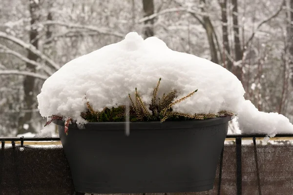 Invierno Alemania Naturaleza Aire Libre Nieve —  Fotos de Stock