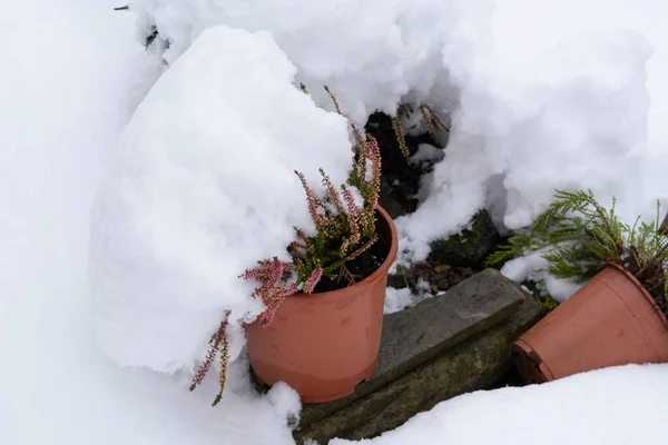 Inverno Alemanha Natureza Exterior Neve — Fotografia de Stock