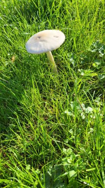 Bir şemsiye mantarı (Macrolepiota procera). Yenilebilir mantar yemek malzemesi. Bulanık çayır arkaplanı