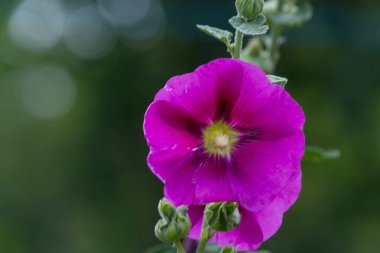 Bulanık arkaplanda mor leylek gagası çiçeği ()