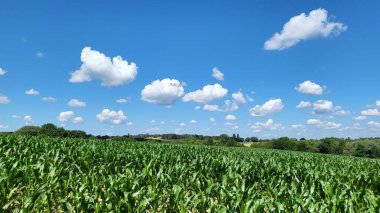 Mükemmel bir gökyüzü olan yeşil mısır tarlalarının tarlaları..