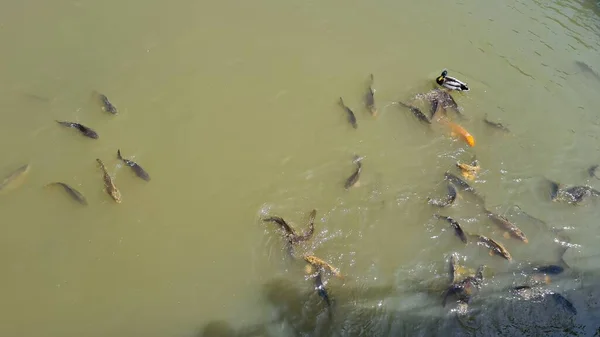 Muddy Pond Many Different Fish — Fotografia de Stock