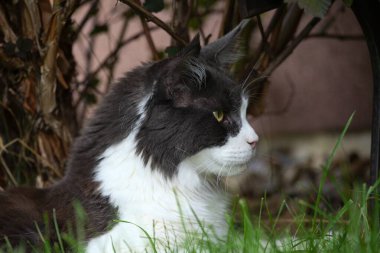 Ore Dağları 'nda sonbahar manzarası