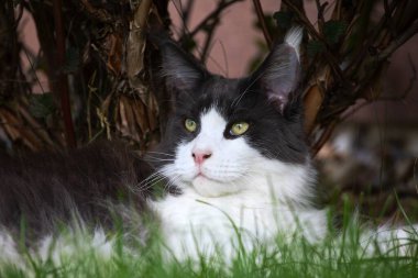 Ore Dağları 'nda sonbahar manzarası