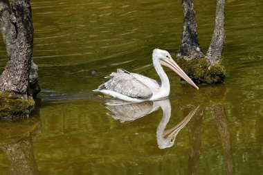 Pelikan doğada suda yüzer.