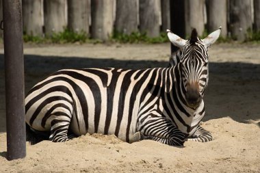 Zebra bir yaz günü dinleniyor