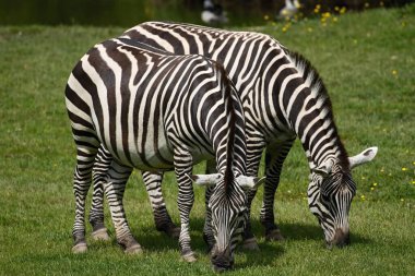 Zebra bir yaz günü dinleniyor