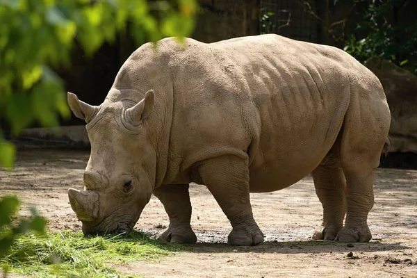 Rhino Resting Summer Day Stock Image