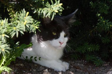 Maine Rakunu Yazın bahçede