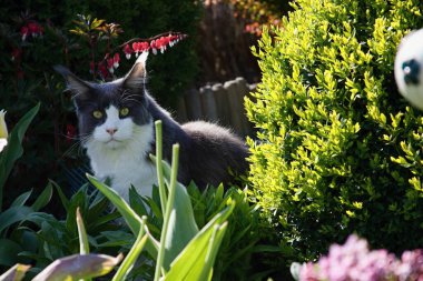 Maine Rakunu Yazın bahçede