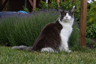 Maine Rakunu Yazın bahçede