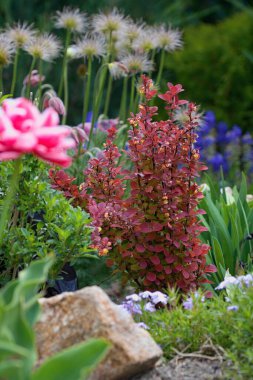 Renkli çiçeklerle dolu güzel bir yaz bahçesi