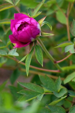 Renkli çiçeklerle dolu güzel bir yaz bahçesi