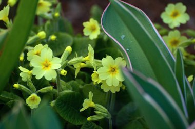 Renkli çiçeklerle dolu güzel bir yaz bahçesi