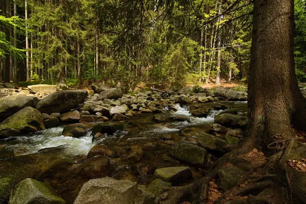 Chutes Eau Sur Ruisseau Dans Forêt Images De Stock Libres De Droits