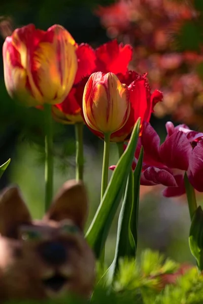 Красивый Летний Цветочный Сад Полный Красочных Цветов Лицензионные Стоковые Изображения