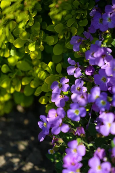 Vacker Sommar Blomma Trädgård Full Färgglada Blommor Stockfoto