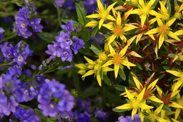 Renkli Çiçeklerle Dolu Güzel Bir Yaz Bahçesi Telifsiz Stok Fotoğraflar