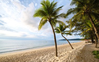Gün batımında Bang Tao plajında palmiye ağaçları gün batımında Phuket Tayland 'da gün batımında