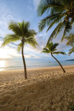 Gün batımında Bang Tao plajında palmiye ağaçları gün batımında Phuket Tayland 'da gün batımında