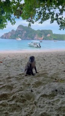 Maymun Sahili Koh Phi Phi Tayland, Koh Phi Phi sahilindeki maymunlar. 