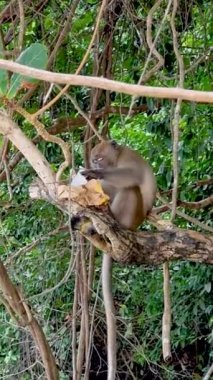 Maymun turistlerin çizburgerini yiyor, Maymun Sahili Koh Phi Tayland, Koh Phi Phi sahilinde maymunlar. 